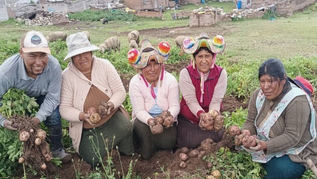 PERU_COSECHA PATATA CHILLICHUPA5.jpg